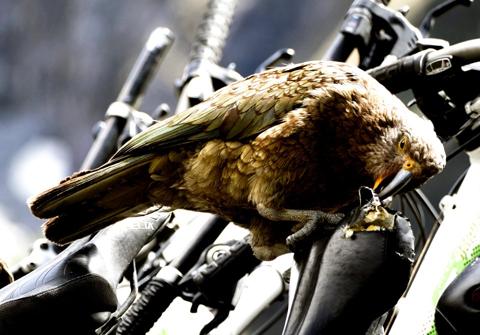 The Kea doing damage.