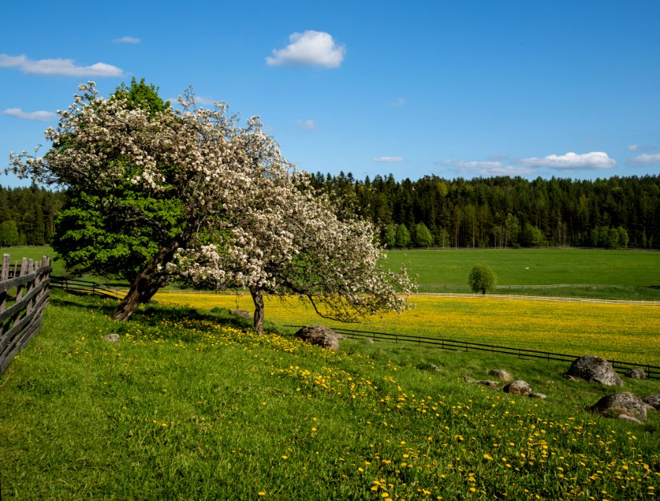 Apple Tree And Dandelions