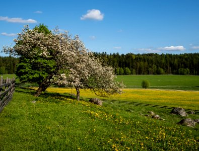 Apple Tree And Dandelions