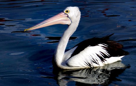 Mr Pelican.