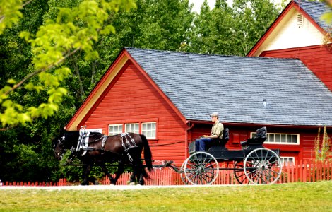 The buggy ride, Calgary.
