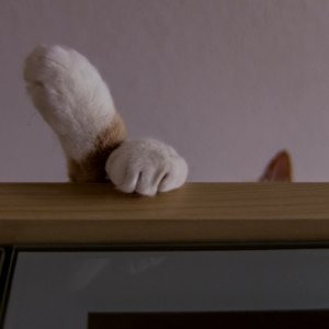 Katten på hyllan / Cat on the shelf