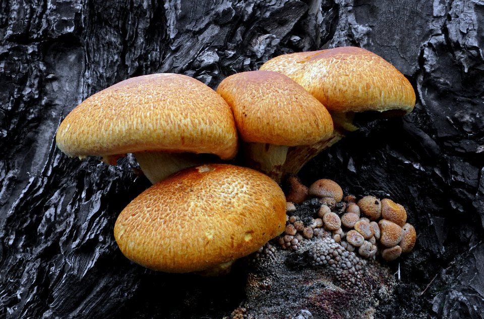 Gymnopilus junonius.