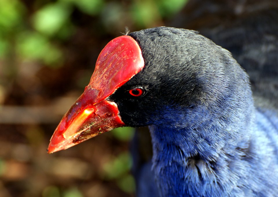 Pukeko (Porphyrio melanotus) photo