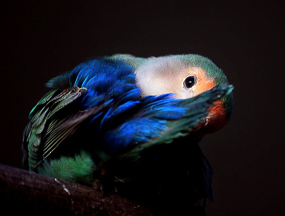 Peachfaced love bird.(Agapornis)