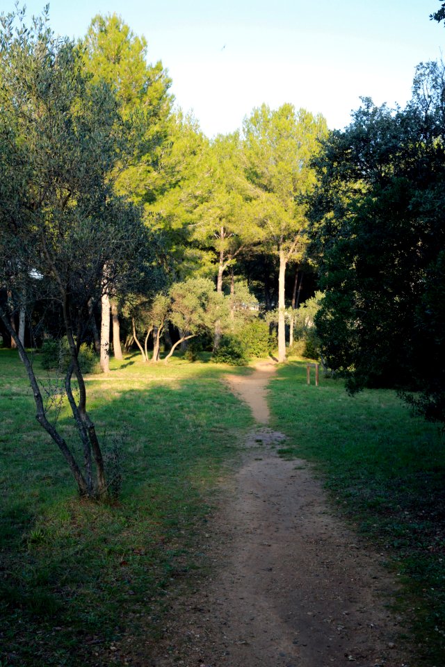 L'hiver sur mon sentier de promenade