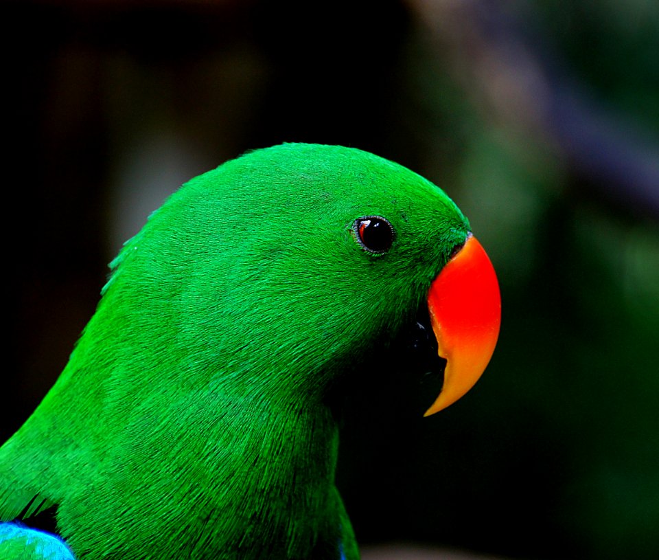 Eclectus Parrot.