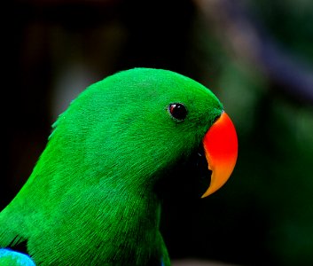 Eclectus Parrot. photo