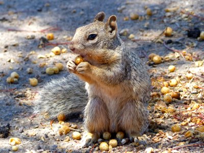 Rock Squirrel