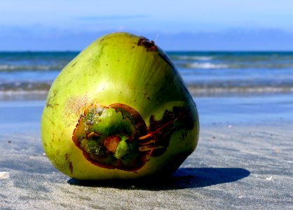 Coconuts day at the beach. photo