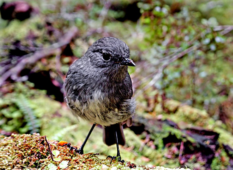 South Island robin (Petroica australis australis)