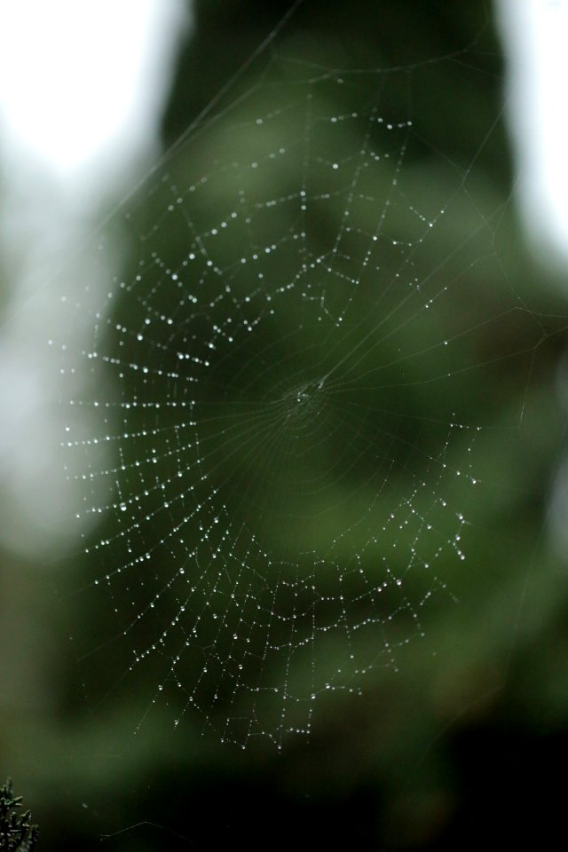 Diadème de la pluie