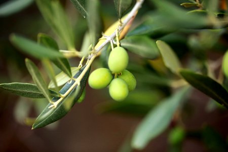 Les fruits du Midi photo