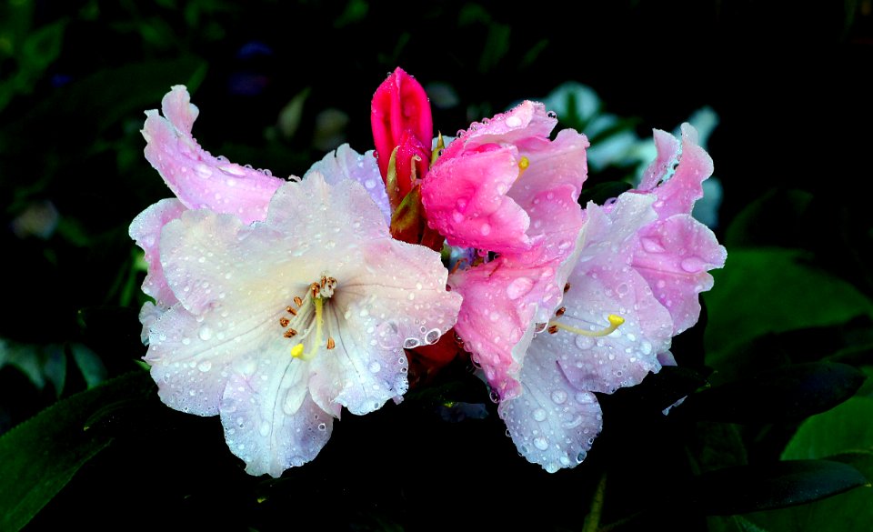 Rhododendron Glischurum