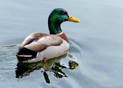 Mallard Drake.