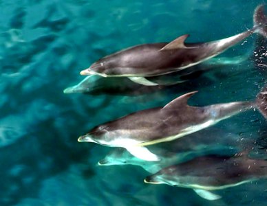 Dolphins. photo