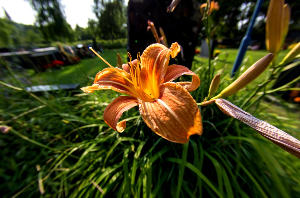 Lily photo