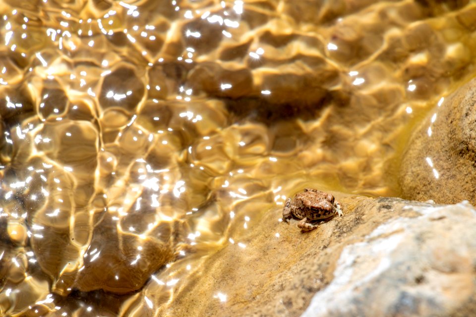 Arizona Toad Chillen by the River