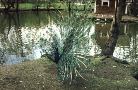 Peacock photo