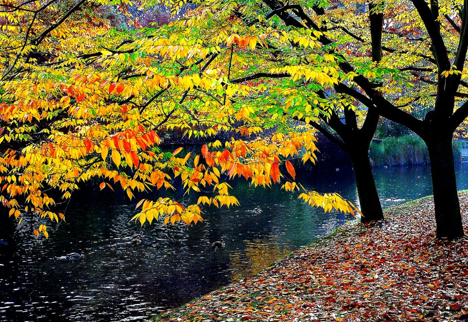 Hagley Park New Zealand. (6)