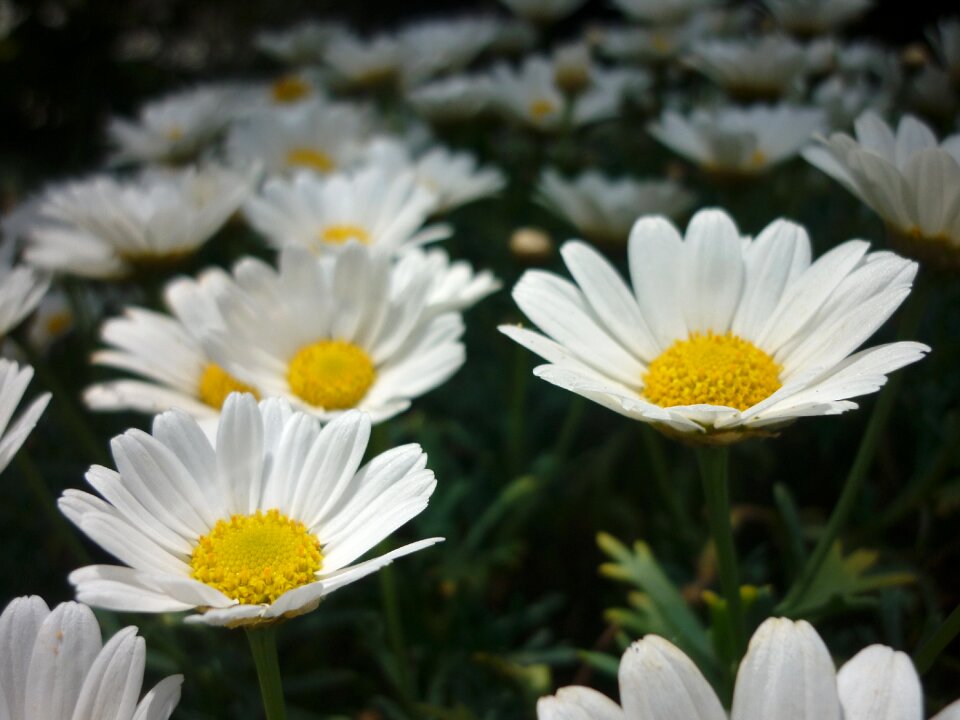 Garden white nature photo