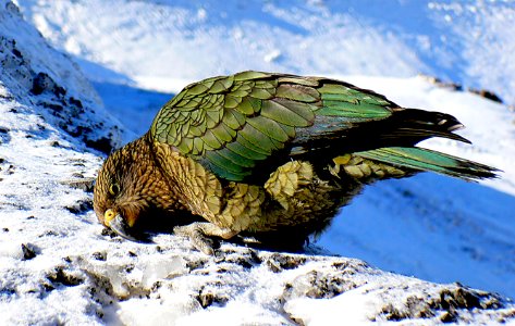 The Kea NZ photo