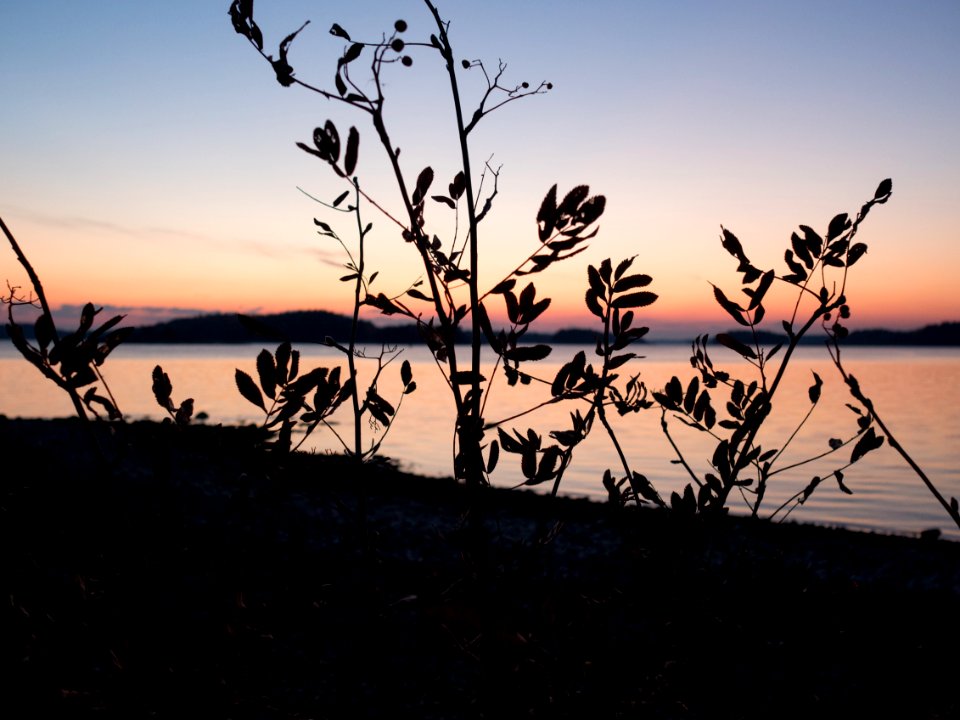 Rowans in the Sunset