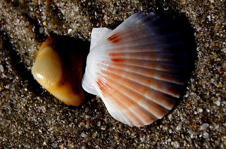 Scallop shell. photo