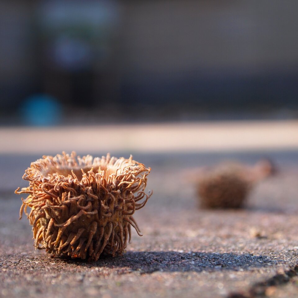 Pavement fall nature