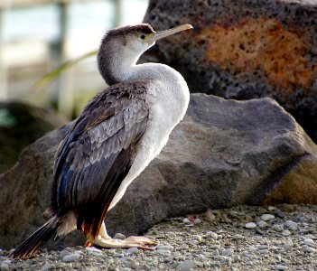 Spotted shag. (Stictocarbo punctatus) photo