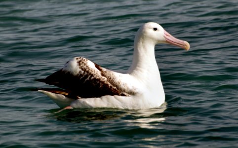 Wandering Albatross photo