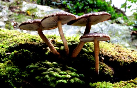 Hypholoma brunneum.