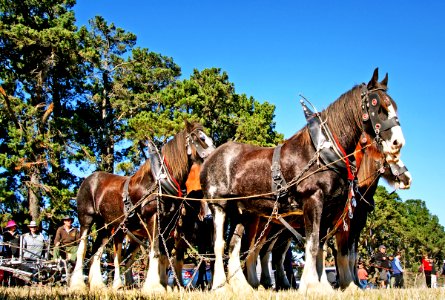 Horse Ploughing (32) photo