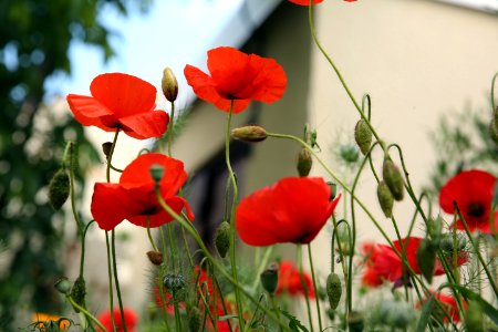 Vive les cocardes de coquelicots photo