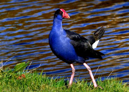 Pukeko.(Swamp hen) FZ200 photo