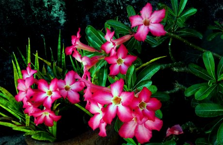 Adenium. (Desert rose).