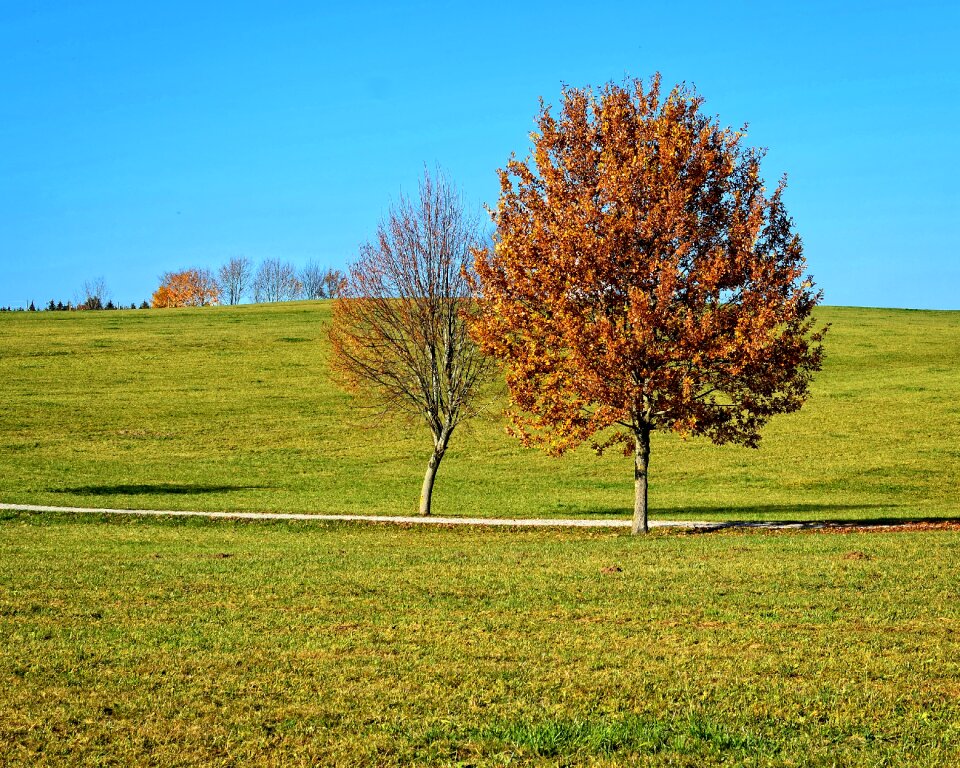 Meadow field nature