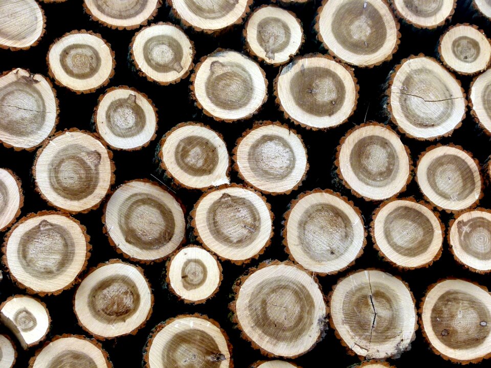 Tree trunks hardwood logging