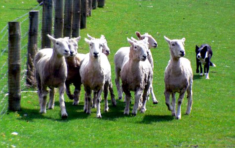 Sheep on the run.