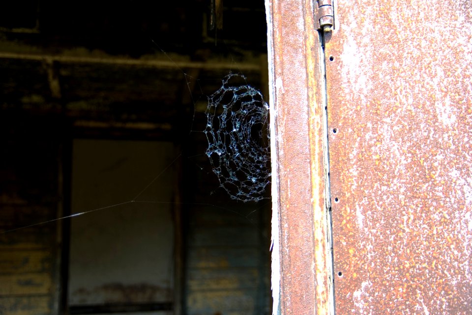 Spiderweb