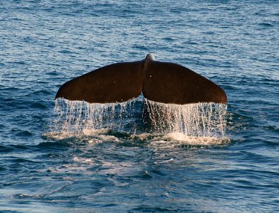 Whale (12) photo