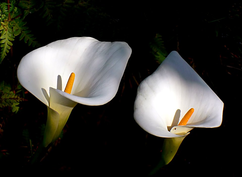 Arum  Lilies. (Zantedeschia aethiopica )