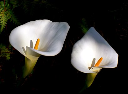 Arum Lilies. (Zantedeschia aethiopica ) photo