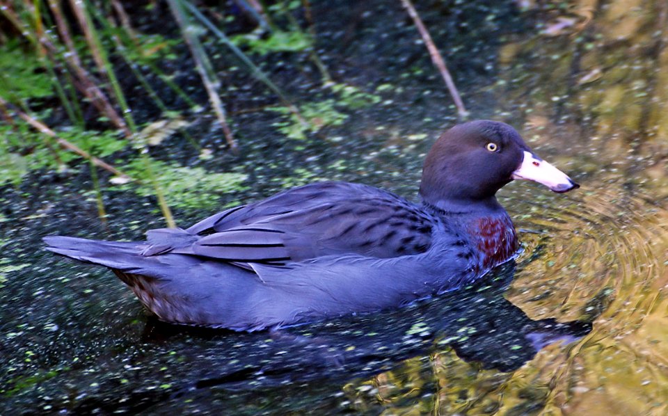 Blue duck/whio. (Hymenolaimus malacorhynchos)