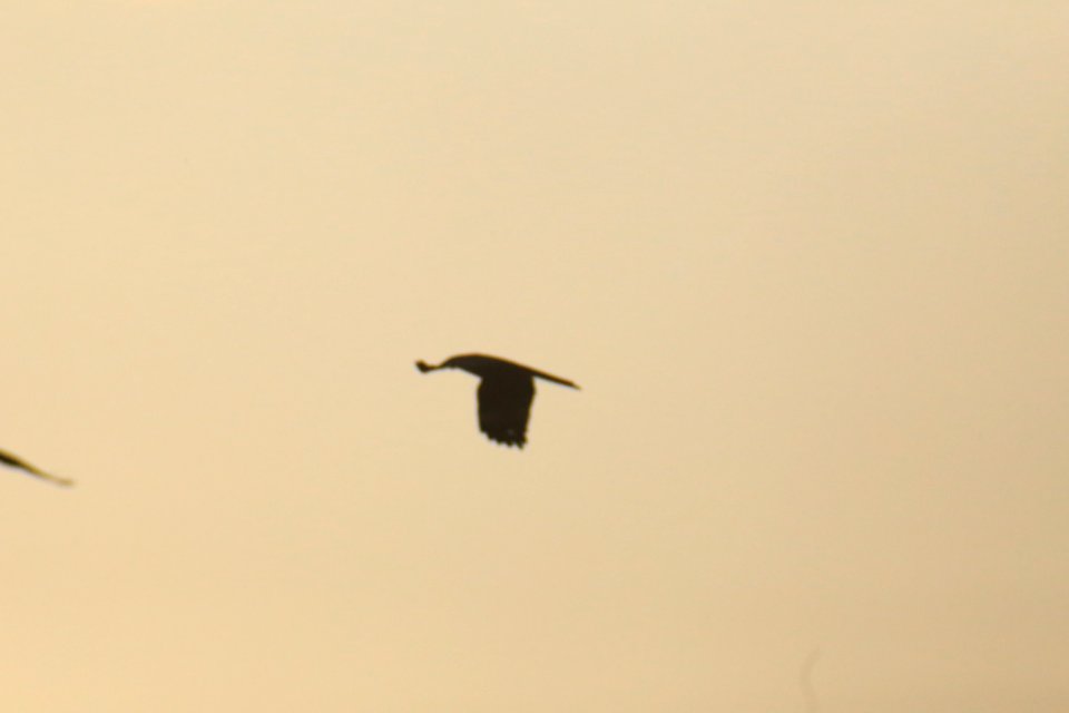 IMG 4365