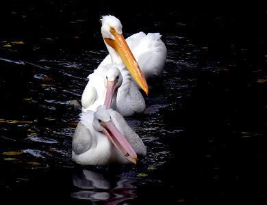 Pelicans three.