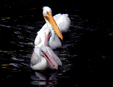 Pelicans three. photo