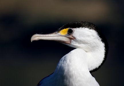 Pied Shag NZ. photo