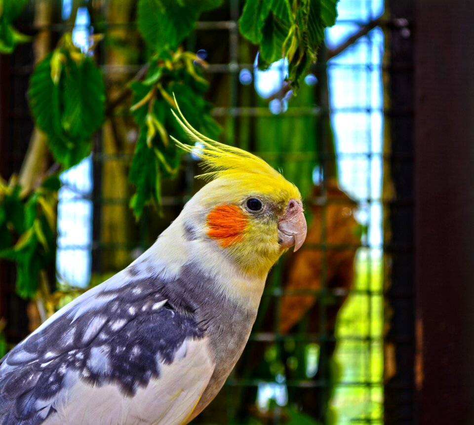 Colored parrot cockatiel