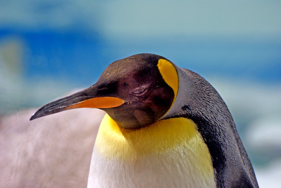 King Penguin. Sea World. Qld  Aust.
